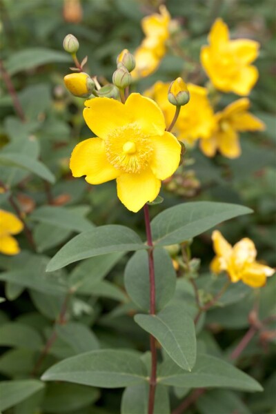 Hypericum moserianum P1,3 20-30