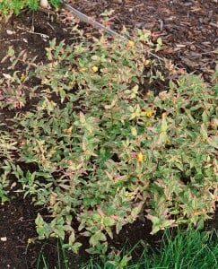 Hypericum moserianum P1,3 20-30