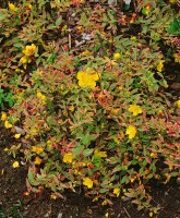 Hypericum moserianum P1,3 20-30