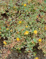 Hypericum moserianum P1,3 20-30