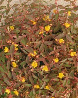 Hypericum moserianum P1,3 20-30