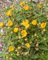 Hypericum moserianum P1,3 20-30