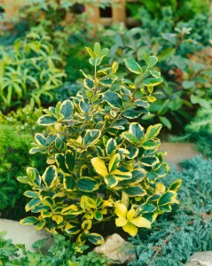 Ilex altaclerensis Golden King Sta 3xv mB Krone mehrj. Stammhöhe 80 cm + Krone