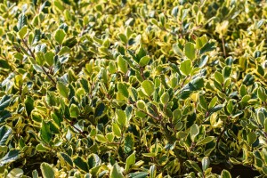 Ilex altaclerensis Golden King Sta 3xv mB Krone mehrj. Stammhöhe 80 cm + Krone