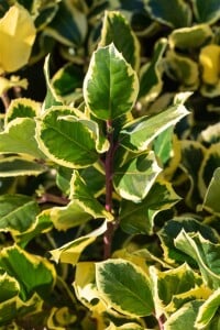 Ilex altaclerensis Golden King Sta 3xv mB Krone mehrj. Stammhöhe 80 cm + Krone