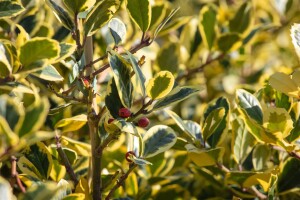 Ilex altaclerensis Golden King Sta 3xv mB Krone mehrj. Stammhöhe 80 cm + Krone