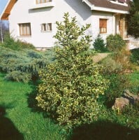 Ilex altaclerensis Golden King Sta 3xv mB Krone mehrj. Stammhöhe 80 cm + Krone