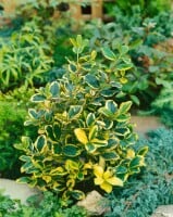 Ilex altaclerensis Golden King Sta 3xv mB Krone mehrj. Stammhöhe 80 cm + Krone