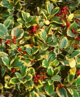 Ilex altaclerensis Golden King Sta 3xv mB Krone mehrj. Stammhöhe 80 cm + Krone