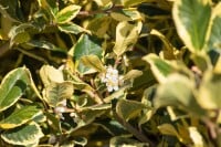 Ilex altaclerensis Golden King Sta 3xv mB Krone mehrj. Sth. 90-