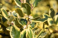 Ilex altaclerensis Golden King Sta 3xv mB Krone mehrj. Sth. 90-