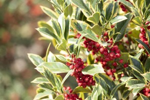 Ilex aquifolium Argentea Marginata 9 cm Topf - Höhe variiert