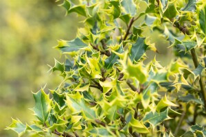 Ilex aquifolium Argentea Marginata 9 cm Topf - Höhe variiert