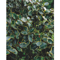 Ilex aquifolium Rubricaulis Aurea mb 100-125 cm