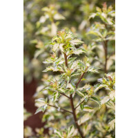 Ilex aquifolium White Cream mb 60-70 cm