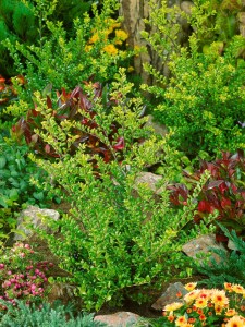 Ilex crenata Convexa 15-20 cm