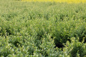 Ilex crenata Convexa 15-20 cm