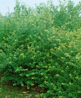 Ilex crenata Convexa 15-20 cm