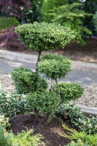 Ilex crenata Convexa 20- 25 cm