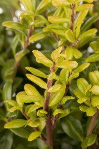 Ilex crenata Convexa 20- 25 cm