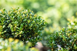 Ilex crenata Convexa kräftig 3xv mB 80- 100 cm kräftig