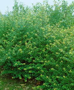 Ilex crenata Convexa kräftig 3xv mB 80- 100 cm kräftig