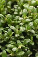 Ilex crenata Convexa kräftig 3xv mB 80- 100 cm kräftig