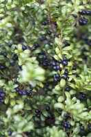 Ilex crenata Convexa kräftig 3xv mB 80- 100 cm kräftig