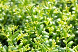 Ilex crenata Convexa Kugel 4xv mDb 60-70