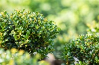 Ilex crenata Convexa Kugel 4xv mDb 60-70