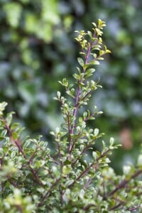 Ilex crenata Glorie Gem mehrjährig Stammhöhe 80 cm + Krone