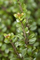 Ilex crenata Glorie Gem mehrjährig Stammhöhe 80 cm + Krone