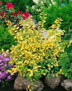 Ilex crenata Golden Gem kräftig 3xv mDb 80-100