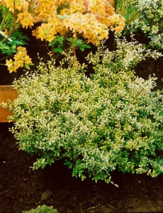 Ilex crenata Golden Gem kräftig 3xv mDb 80-100