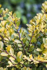 Ilex crenata Golden Gem kräftig 3xv mDb 80-100