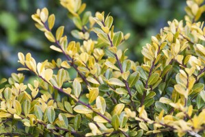 Ilex crenata Golden Gem kräftig 3xv mDb 80-100