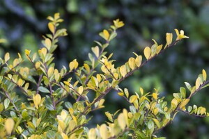 Ilex crenata Golden Gem kräftig 3xv mDb 80-100