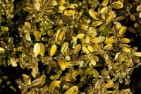 Ilex crenata Golden Gem kräftig 3xv mDb 80-100