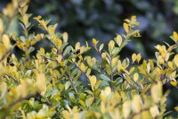 Ilex crenata Golden Gem kräftig 3xv mDb 80-100