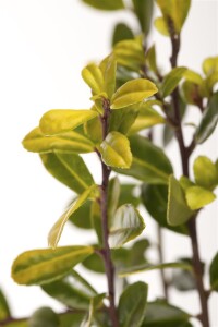 Ilex crenata Golden Gem Halbkugel 5xv mDb 70-80