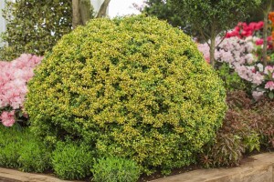 Ilex crenata Golden Gem Halbkugel 5xv mDb 70-80