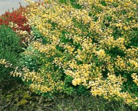 Ilex crenata Golden Gem Halbkugel 5xv mDb 70-80