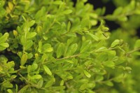 Ilex crenata Golden Gem Halbkugel 5xv mDb 70-80