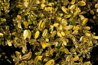 Ilex crenata Golden Gem Halbkugel 5xv mDb 70-80