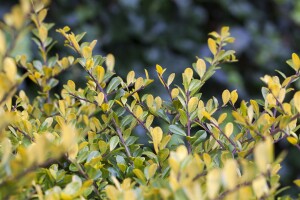 Ilex crenata Golden Gem Kugel 5xv mDb 100-110