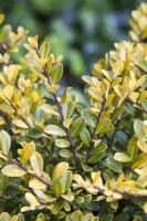 Ilex crenata Golden Gem Kugel 5xv mDb 100-110