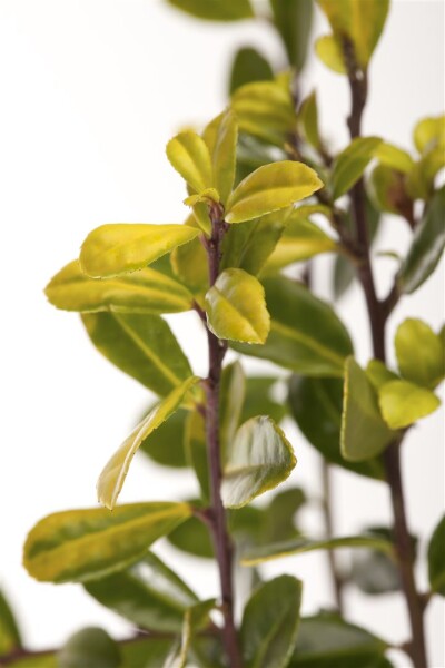 Ilex crenata Golden Gem Halbkugel 5xv mDb 110-120