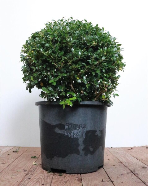 Ilex crenata Green Lustre 30- 40 cm