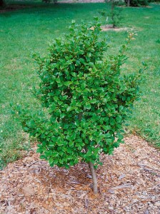 Ilex crenata Green Lustre 30- 40 cm