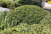 Ilex crenata Green Lustre 30- 40 cm